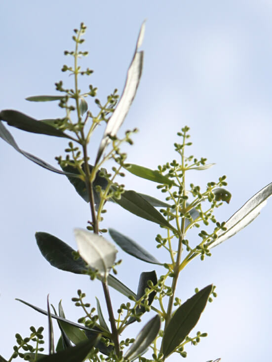 Organic olive cultivation