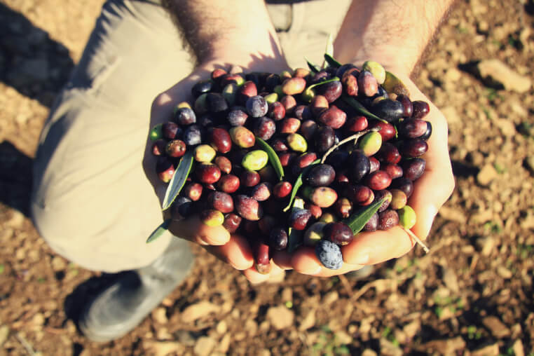 Olive harvest